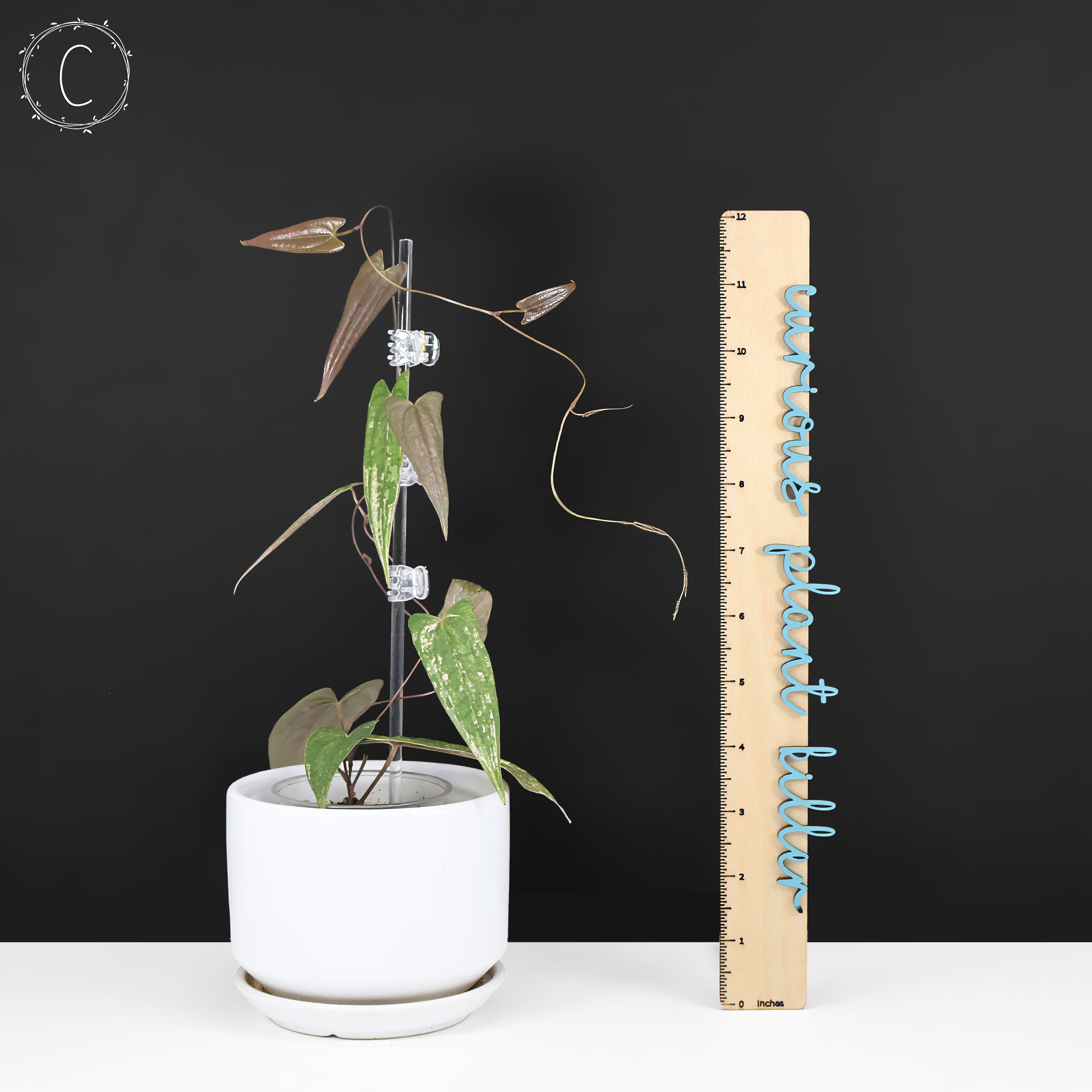 Dioscorea 