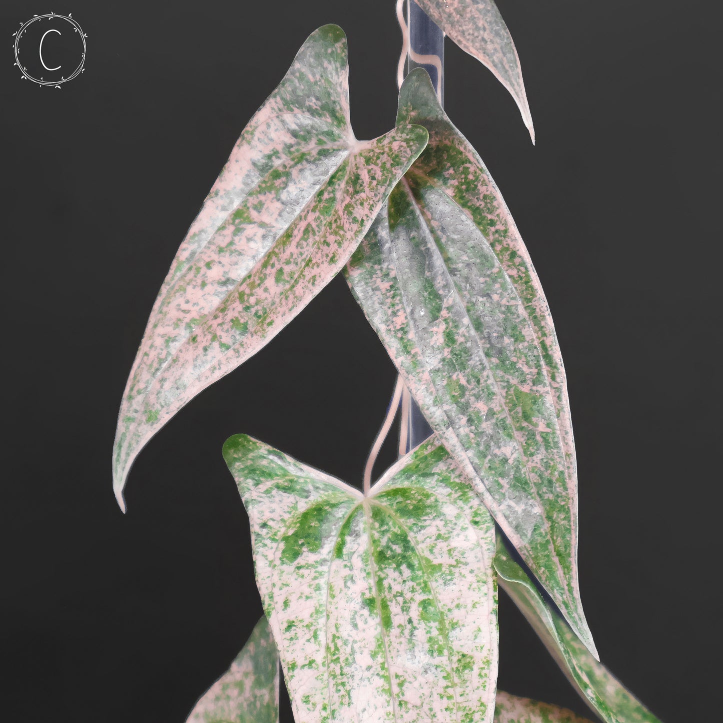 Dioscorea "Pixel"