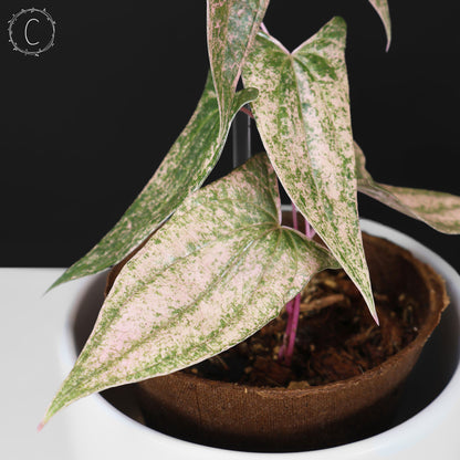 Dioscorea "Pixel"