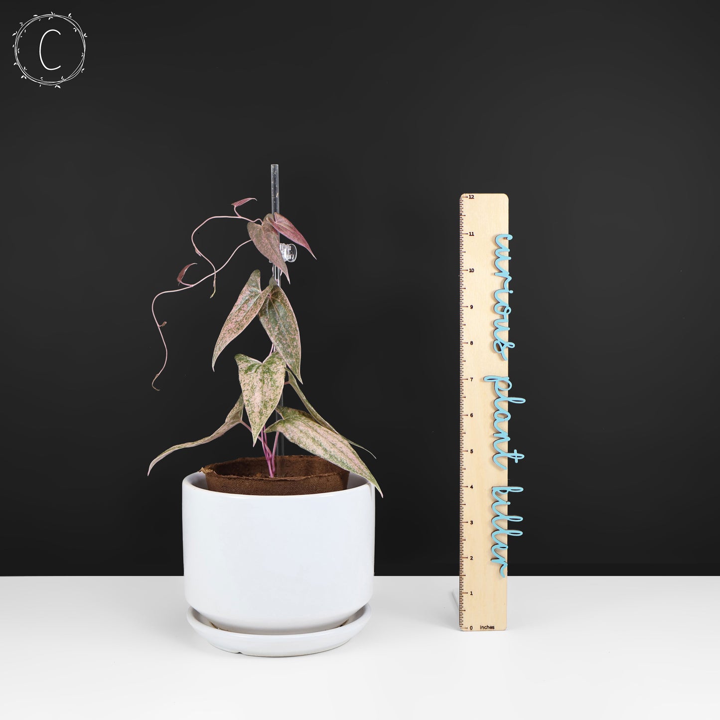 Dioscorea "Pixel"