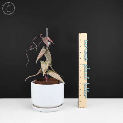 Dioscorea "Pixel"
