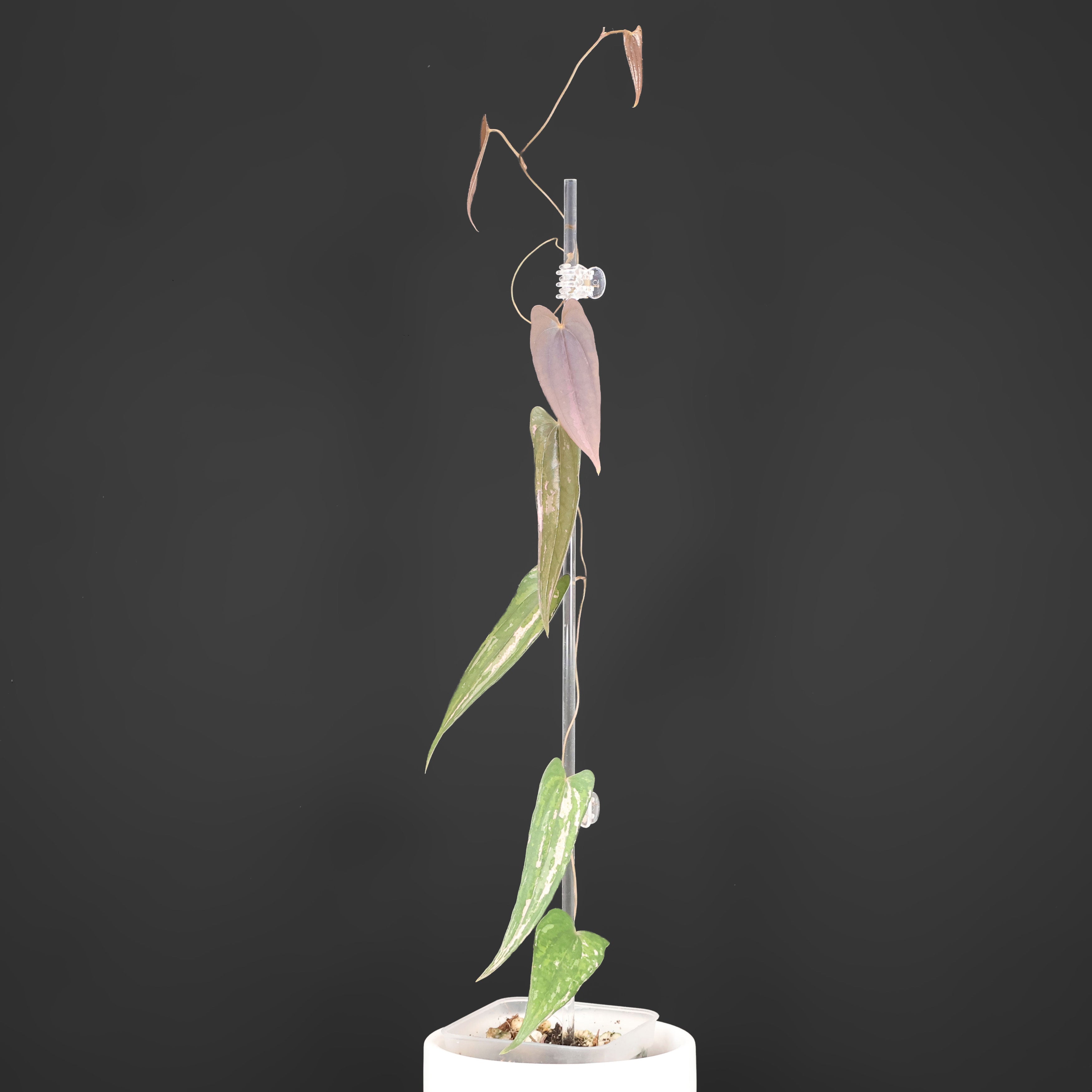 Dioscorea 