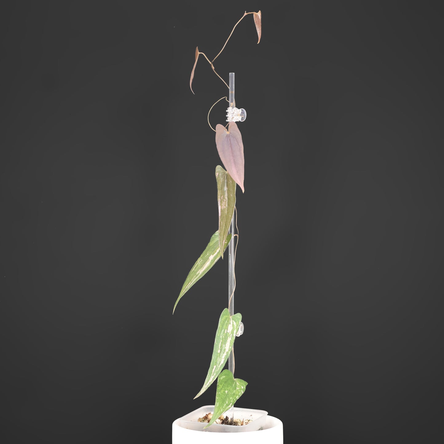 Dioscorea "Pixel"