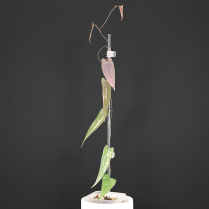 Dioscorea "Pixel"
