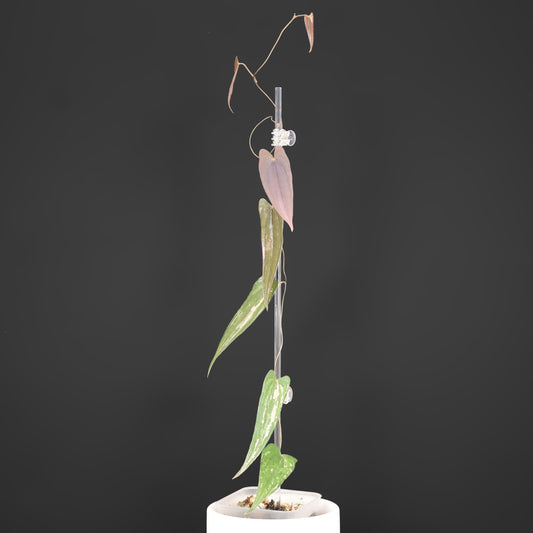 Dioscorea "Pixel"