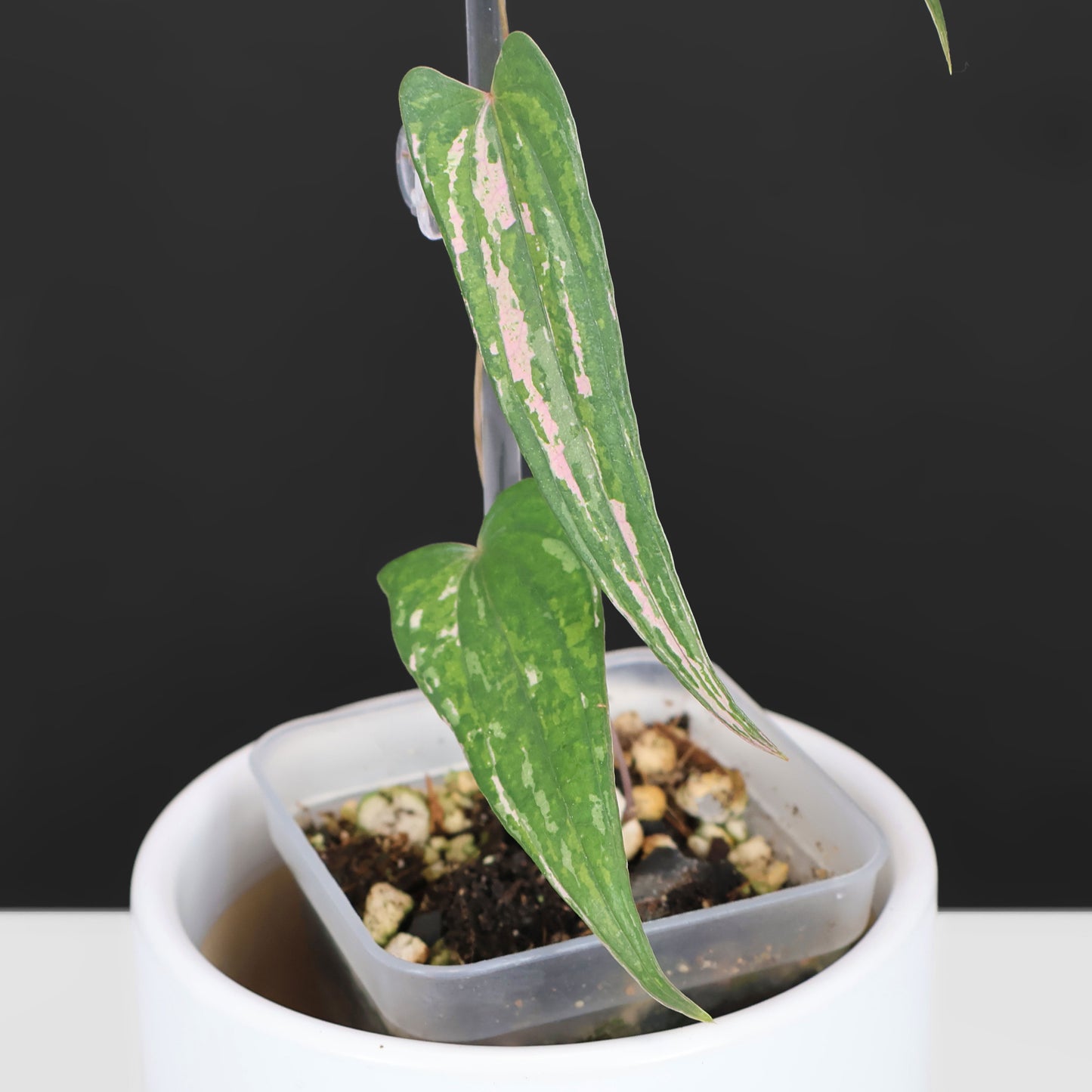 Dioscorea "Pixel"