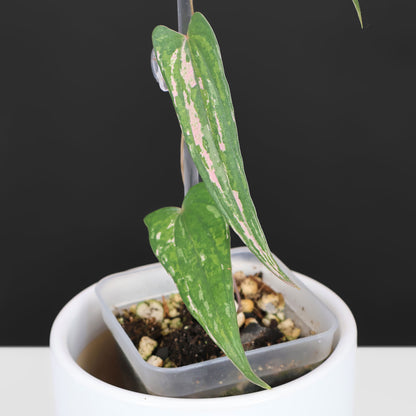 Dioscorea "Pixel"