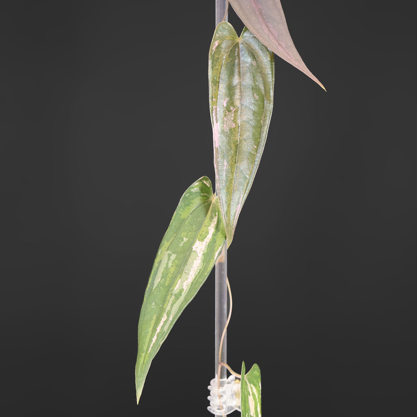 Dioscorea "Pixel"