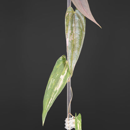 Dioscorea "Pixel"