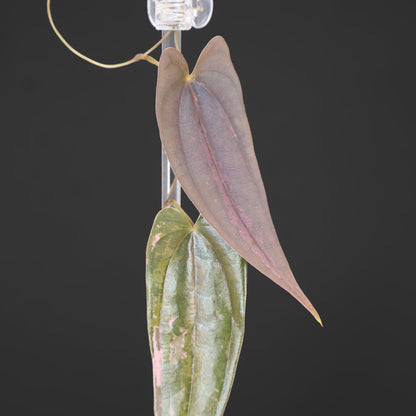 Dioscorea "Pixel"
