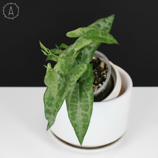Dioscorea Peru sp. "Baby Croc"