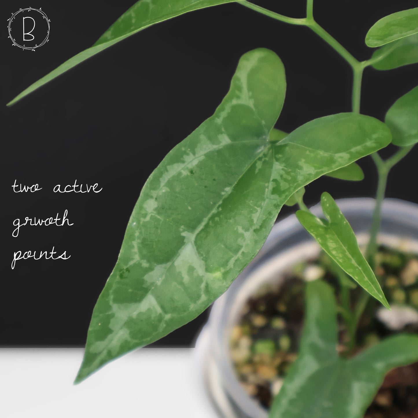 Dioscorea Peru sp. "Baby Croc"
