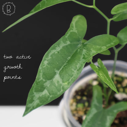 Dioscorea Peru sp. "Baby Croc"