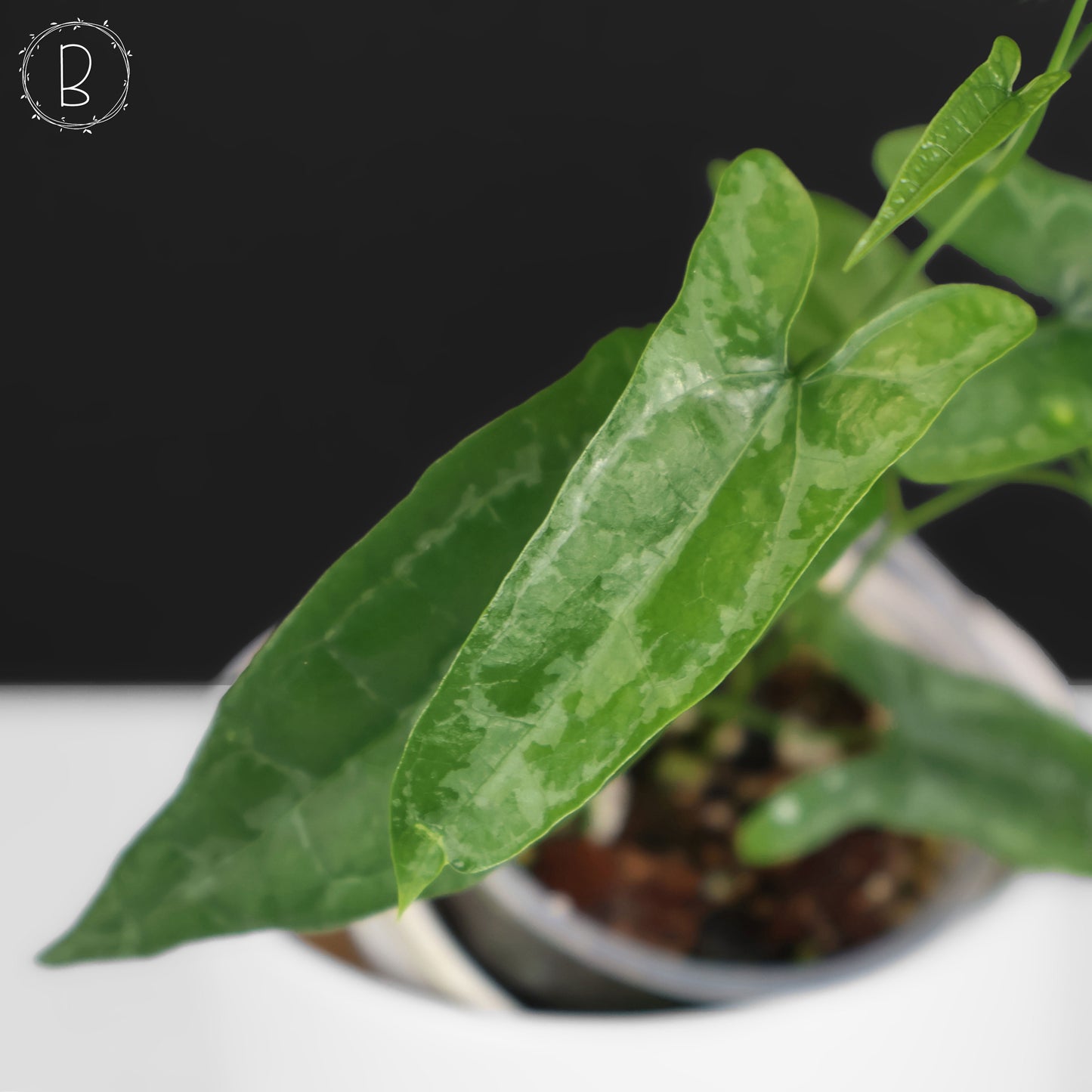 Dioscorea Peru sp. "Baby Croc"