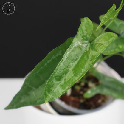Dioscorea Peru sp. "Baby Croc"