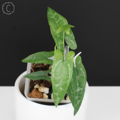 Dioscorea Peru sp. "Baby Croc"