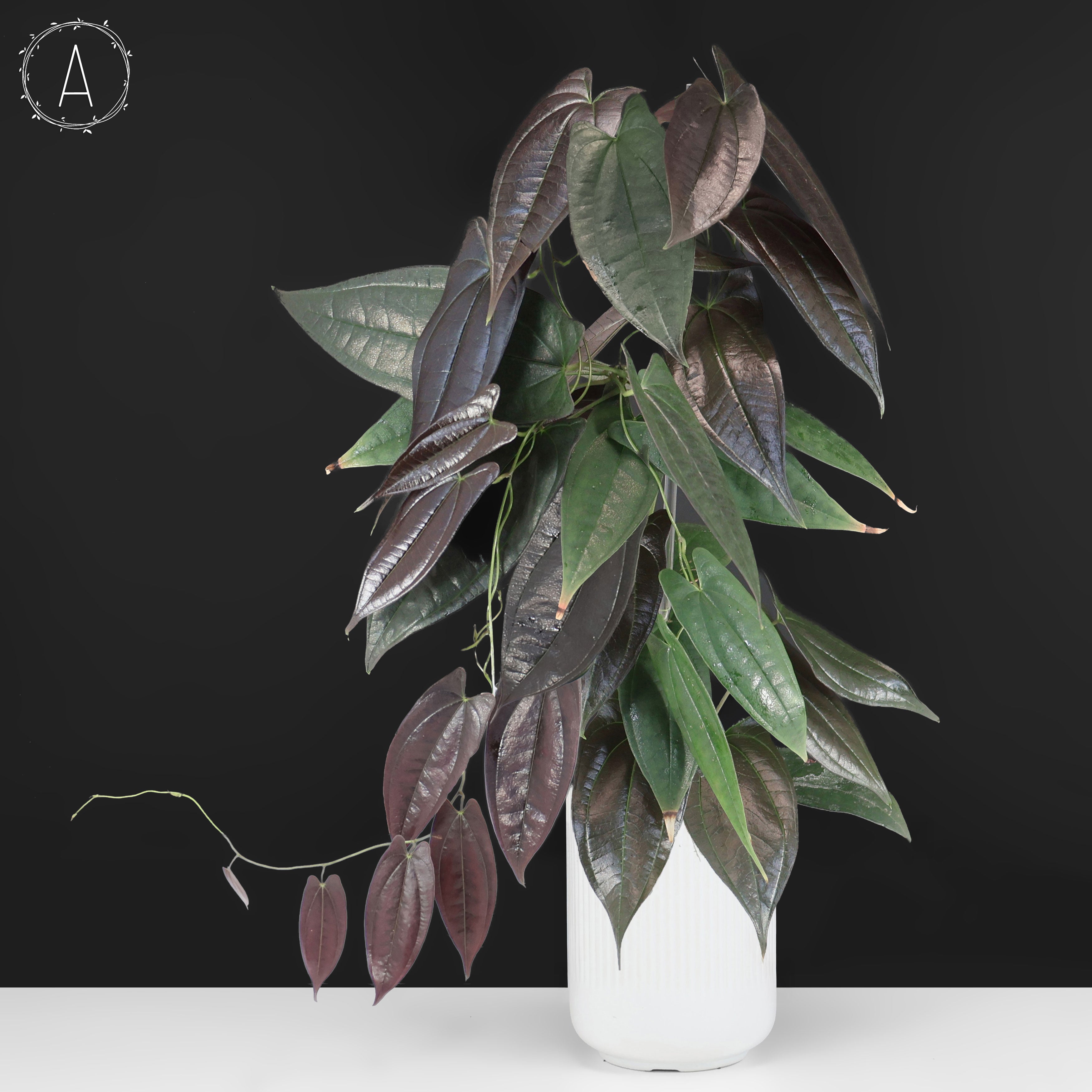 Dioscorea – Curious Plant Killer
