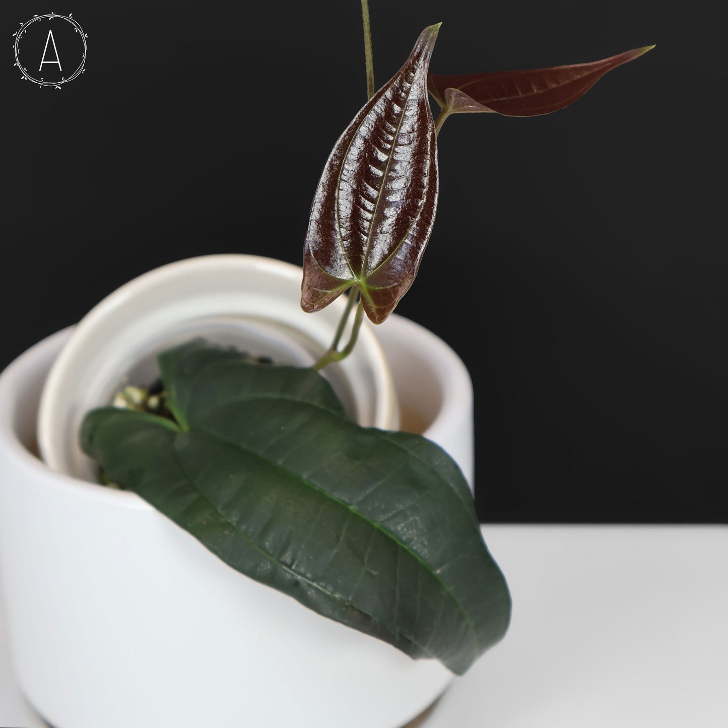 Dioscorea "Équateur noir" sp.