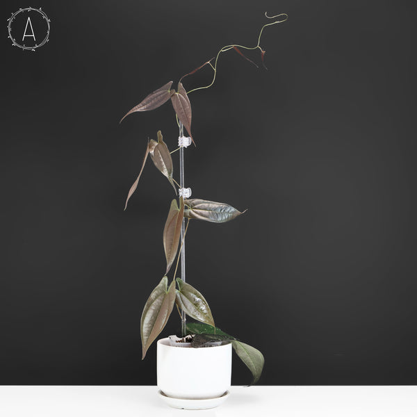 Dioscorea "Ecuador Negro" sp.