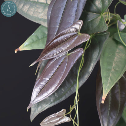 dioscorea altissima Dioscorea "Black Ecuador" sp. – Curious Plant Killer