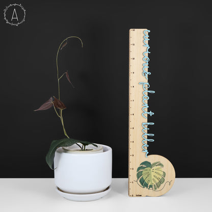 Dioscorea "Équateur noir" sp.