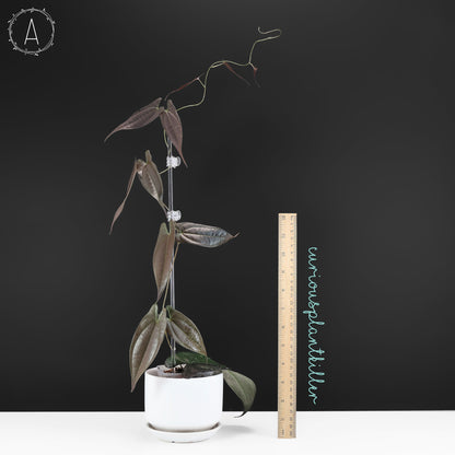 Dioscorea "Ecuador Negro" sp.