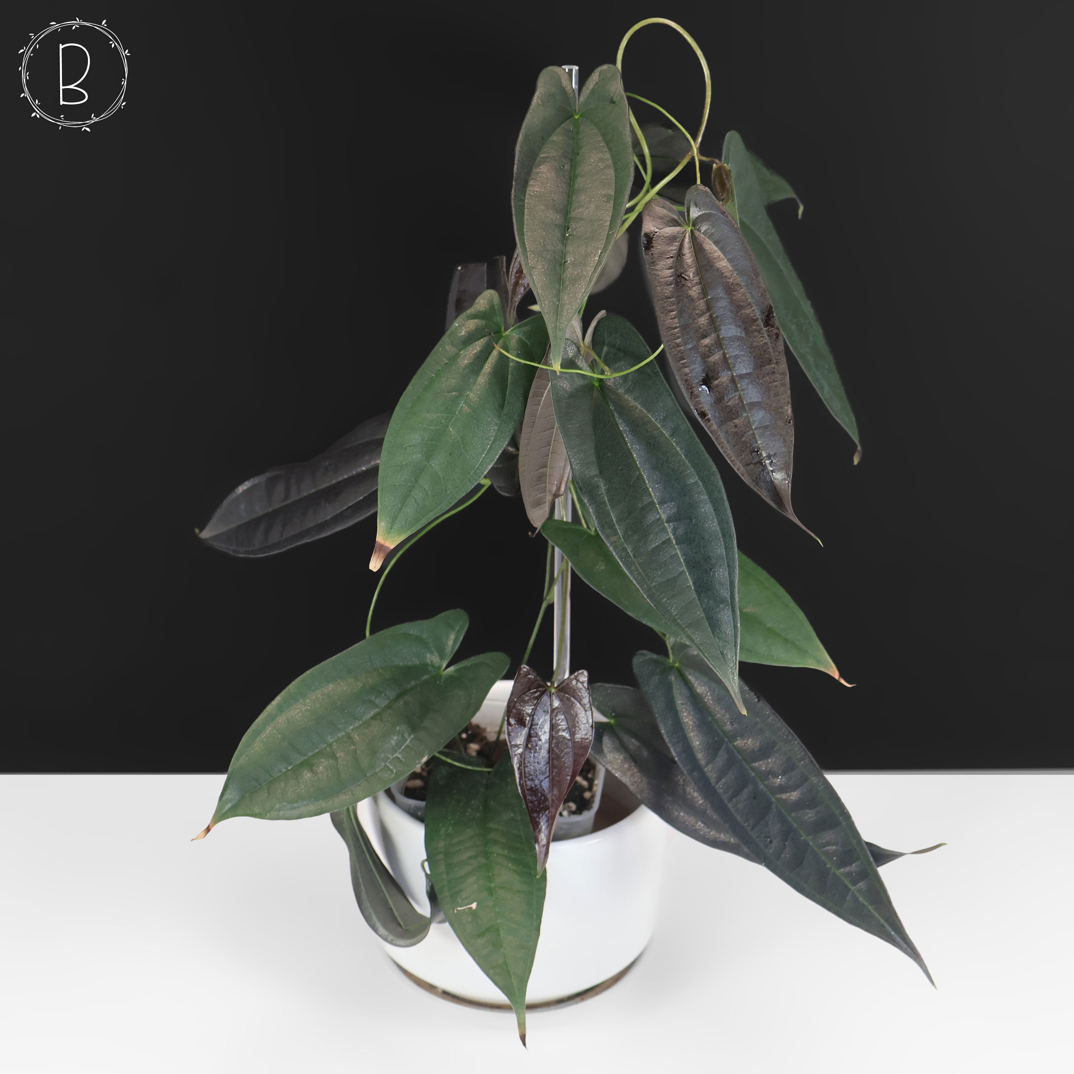 Dioscorea 