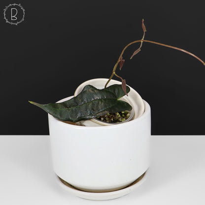 Dioscorea "Équateur noir" sp.