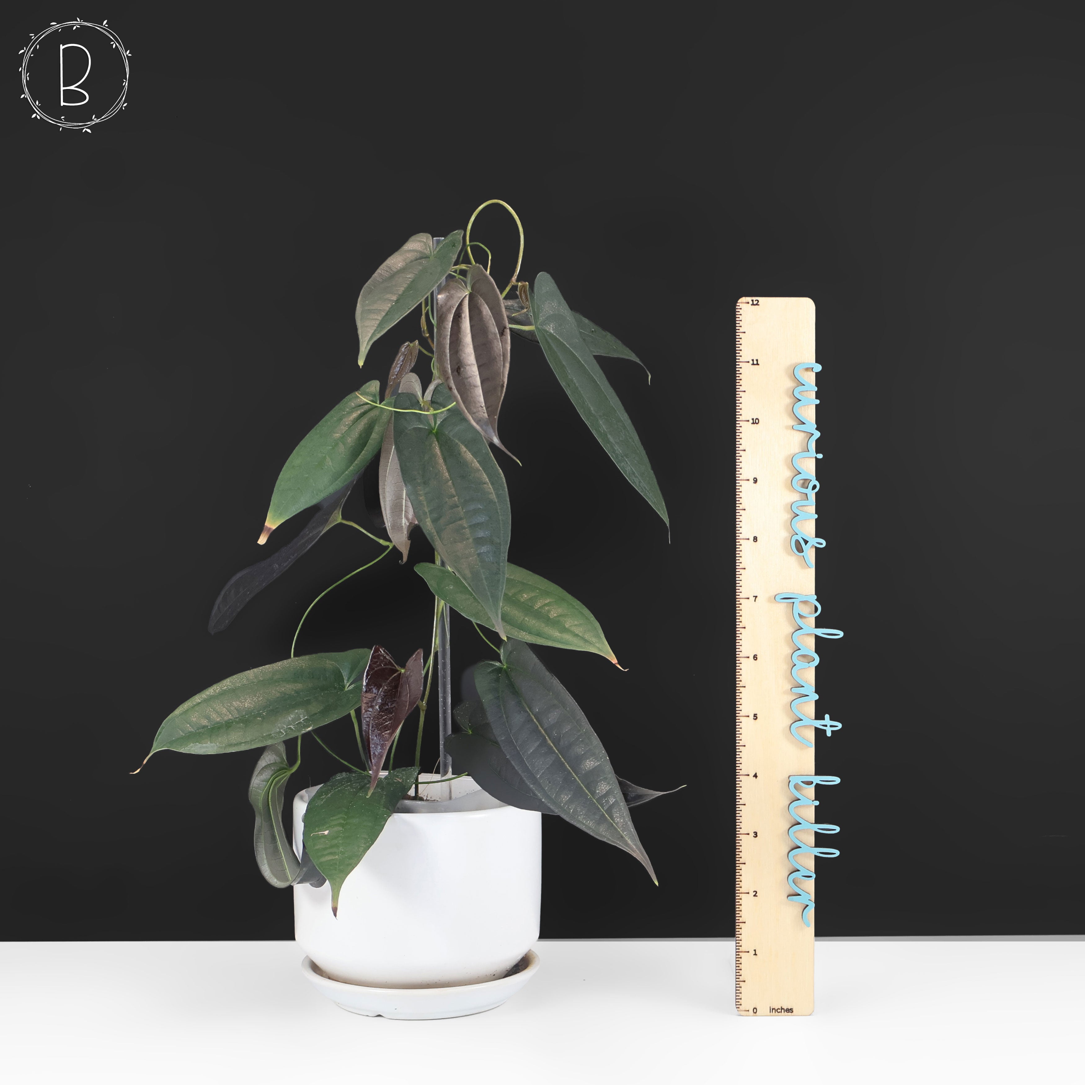 Dioscorea 
