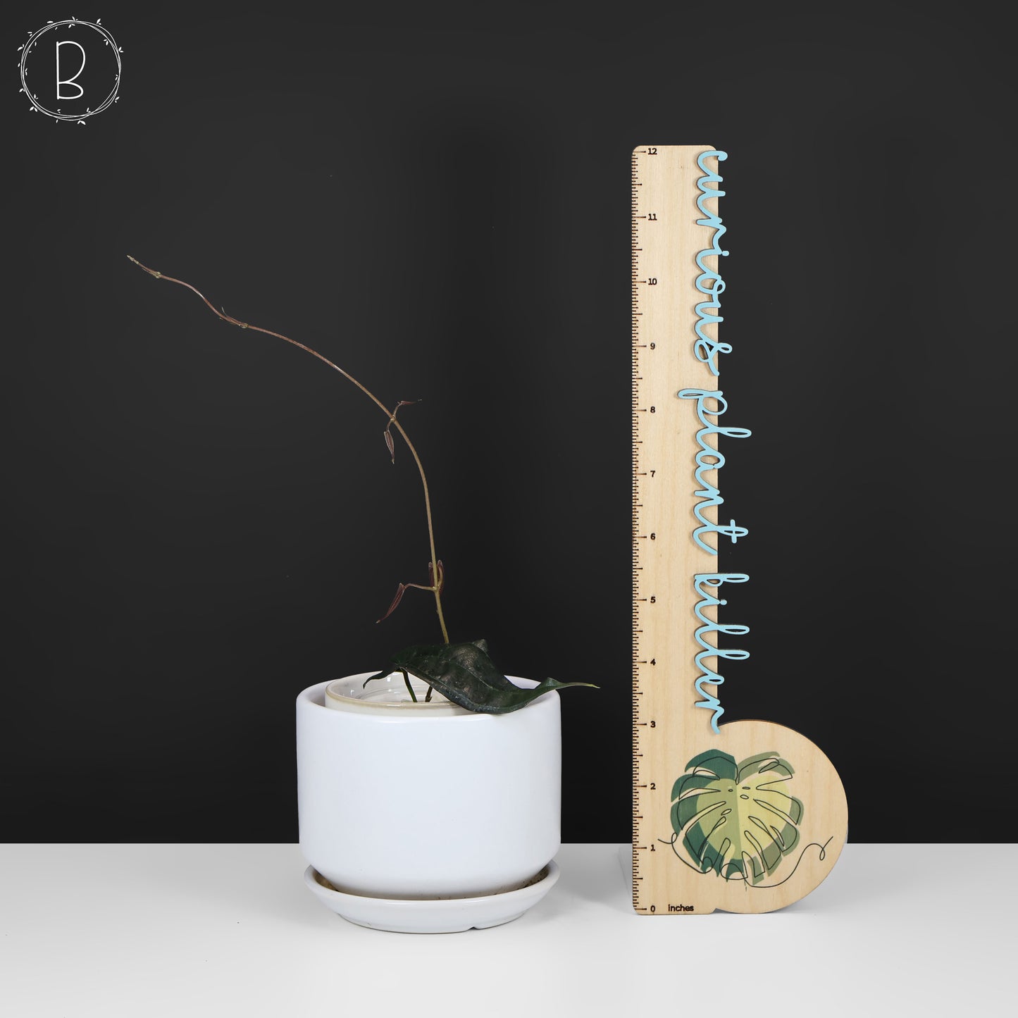 Dioscorea "Équateur noir" sp.