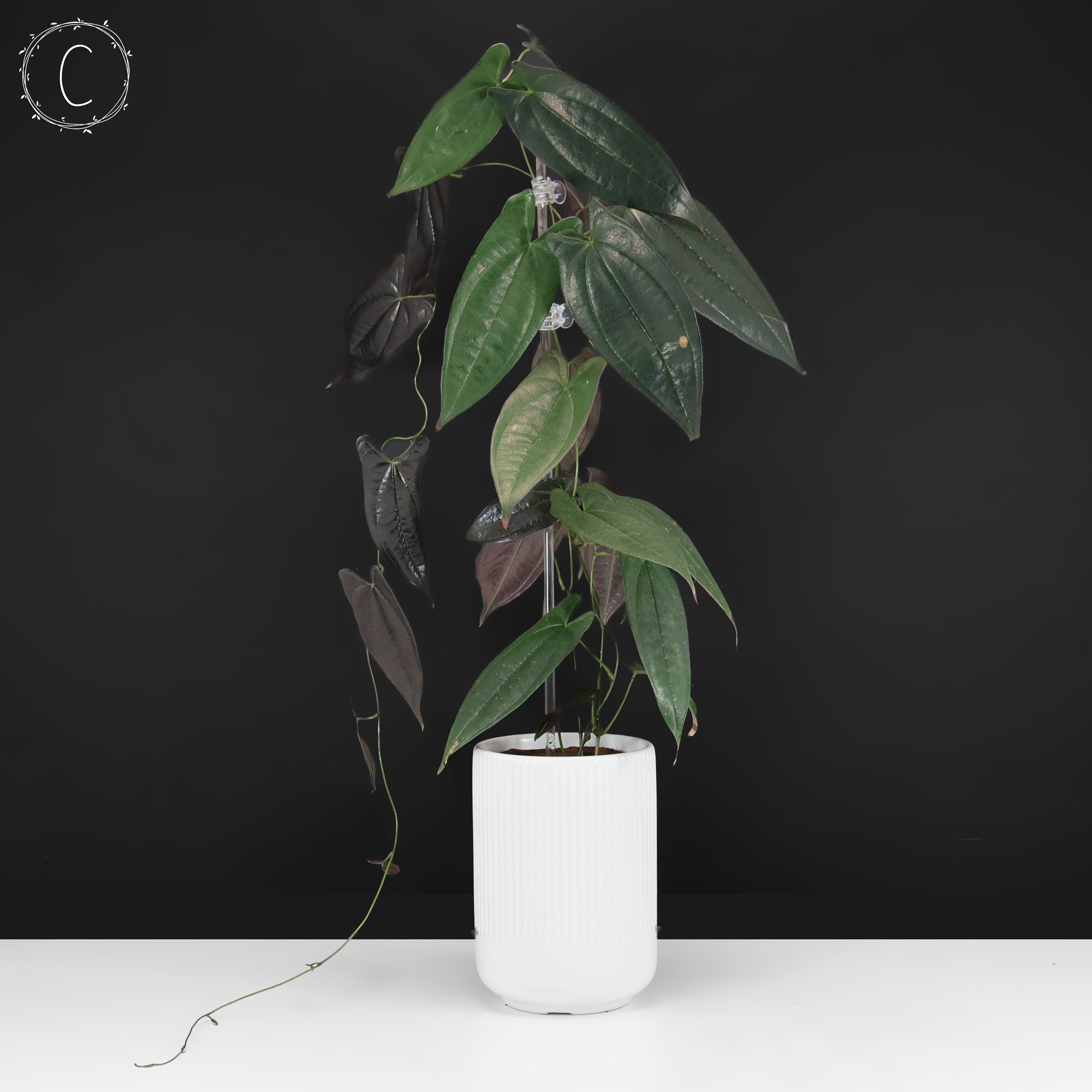 Dioscorea 