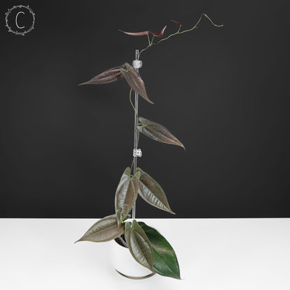 Dioscorea "Ecuador Negro" sp.