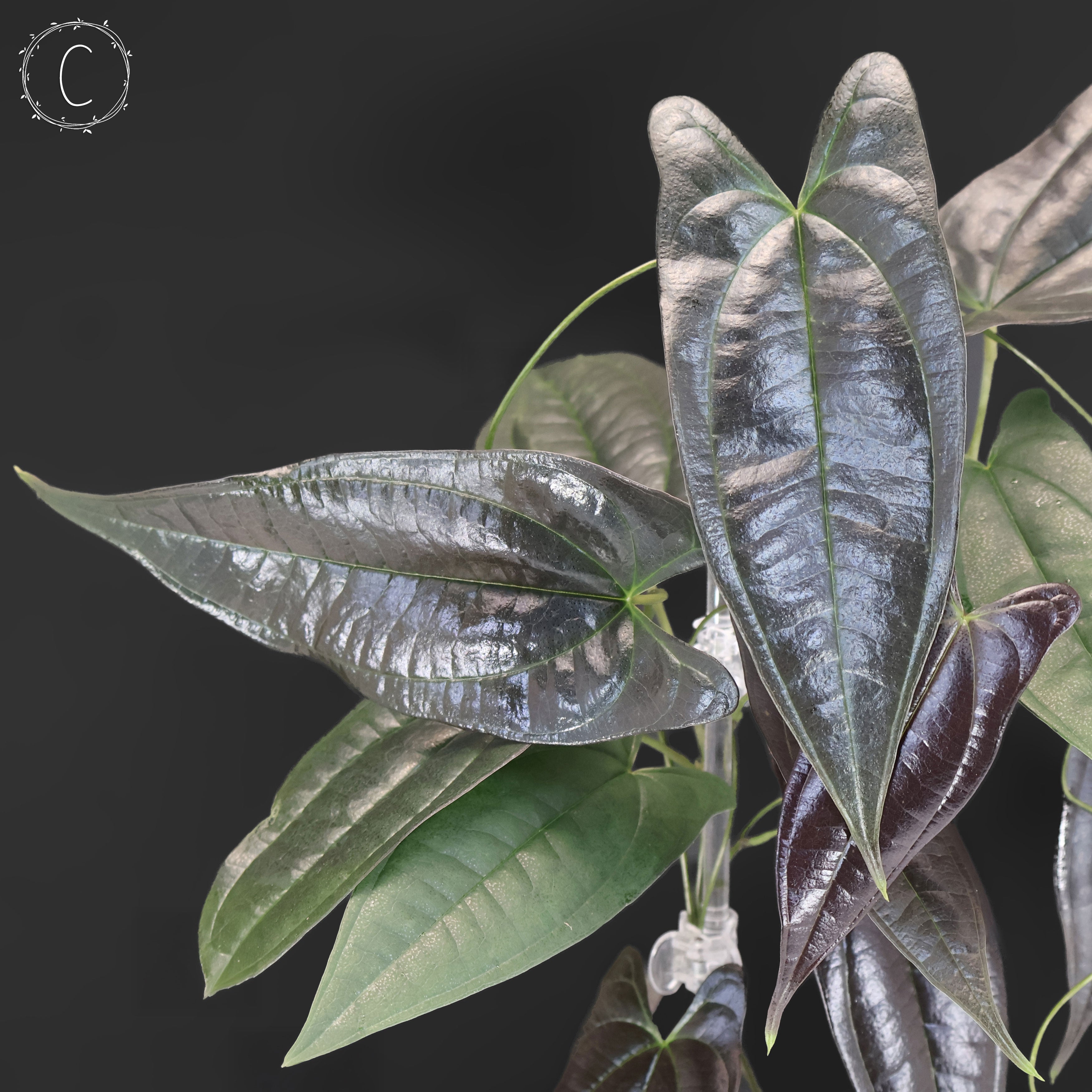 Dioscorea 