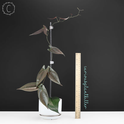 Dioscorea "Ecuador Negro" sp.