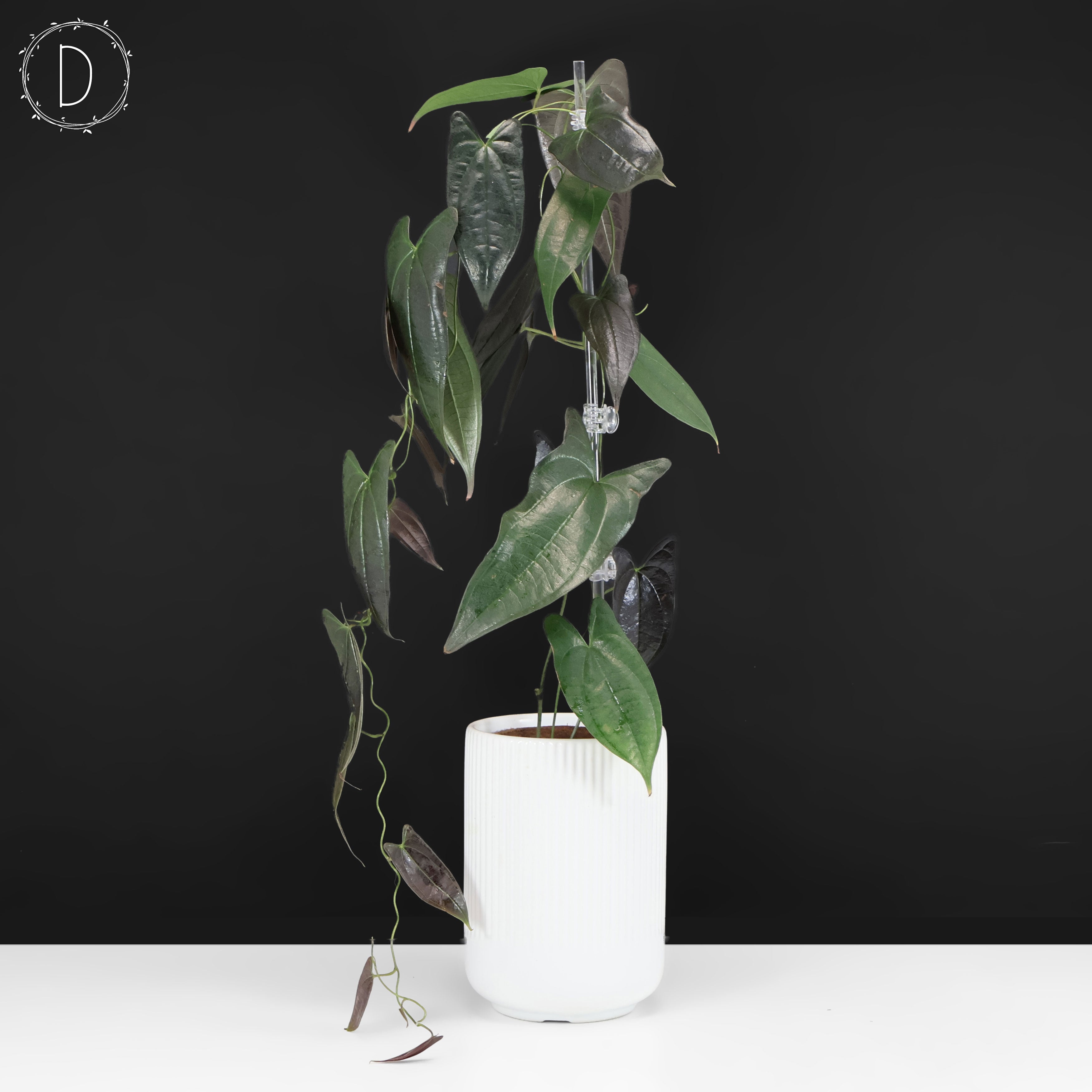 Dioscorea 
