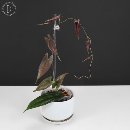 Dioscorea "Ecuador Negro" sp.