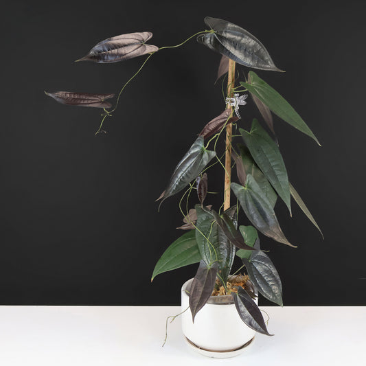 Dioscorea "Black Ecuador" sp.