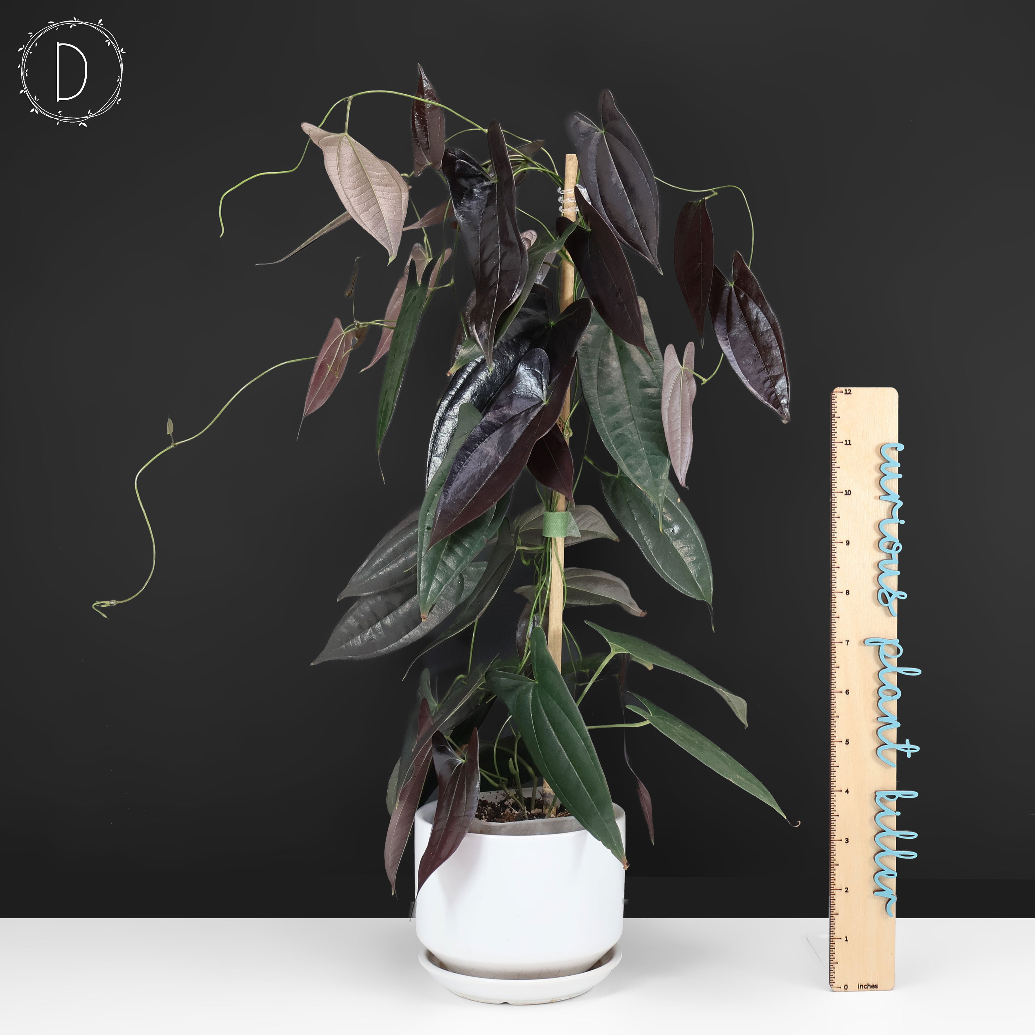 Dioscorea 