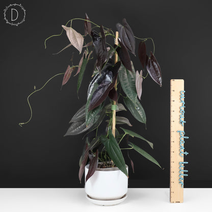 Dioscorea "Équateur noir" sp.