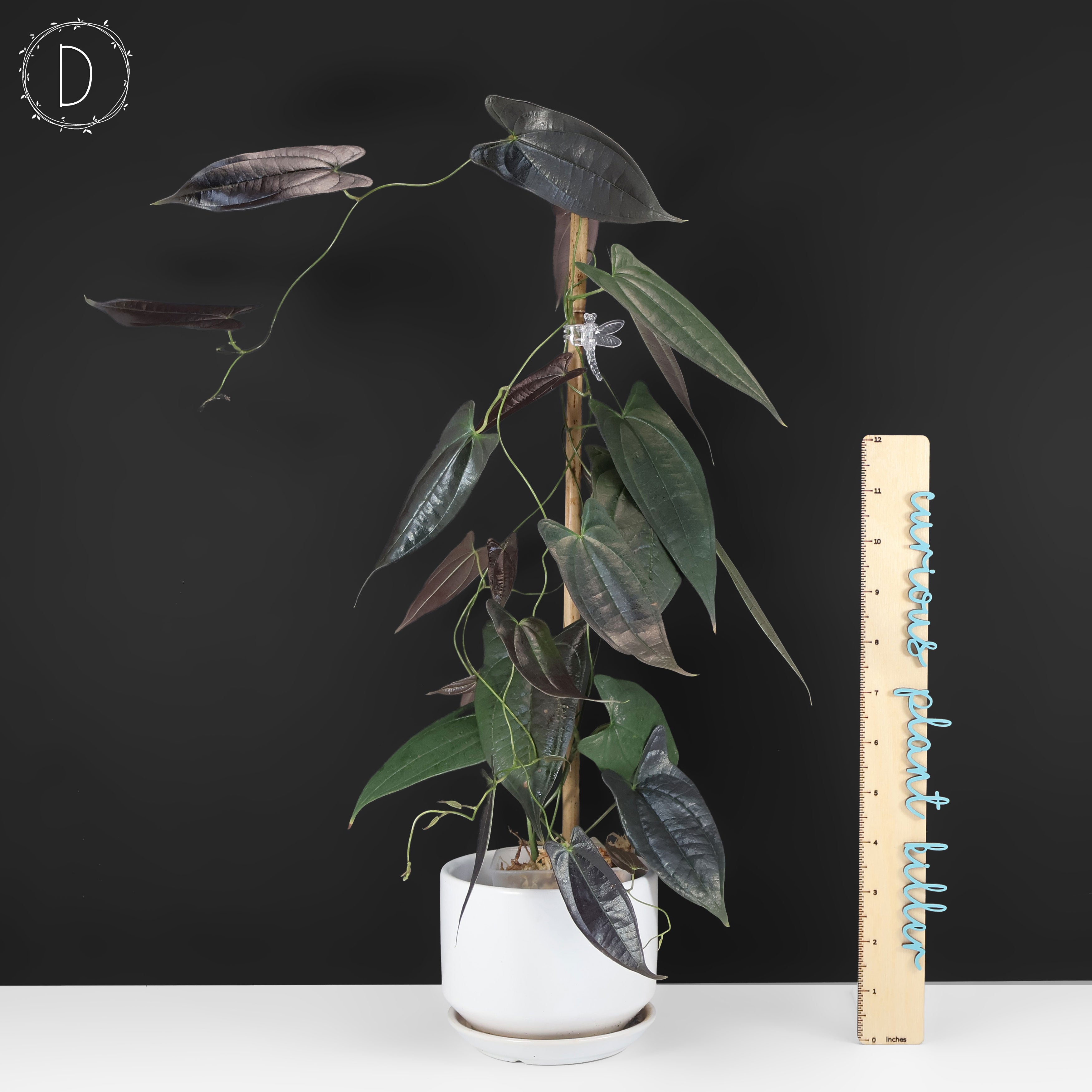 Dioscorea 
