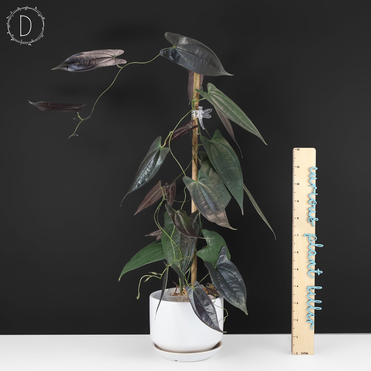 dioscorea altissima Dioscorea "Black Ecuador" sp. – Curious Plant Killer