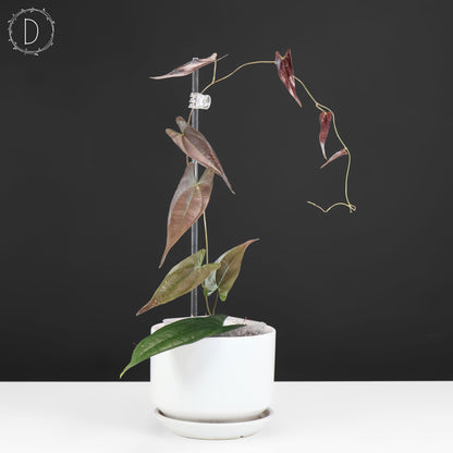 Dioscorea "Ecuador Negro" sp.