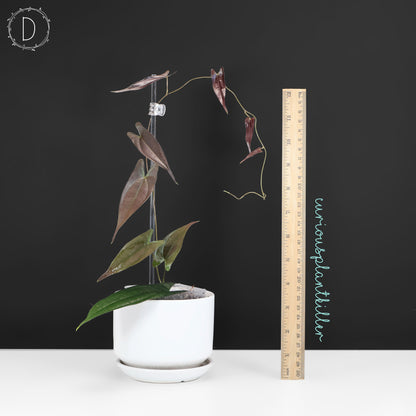 Dioscorea "Ecuador Negro" sp.