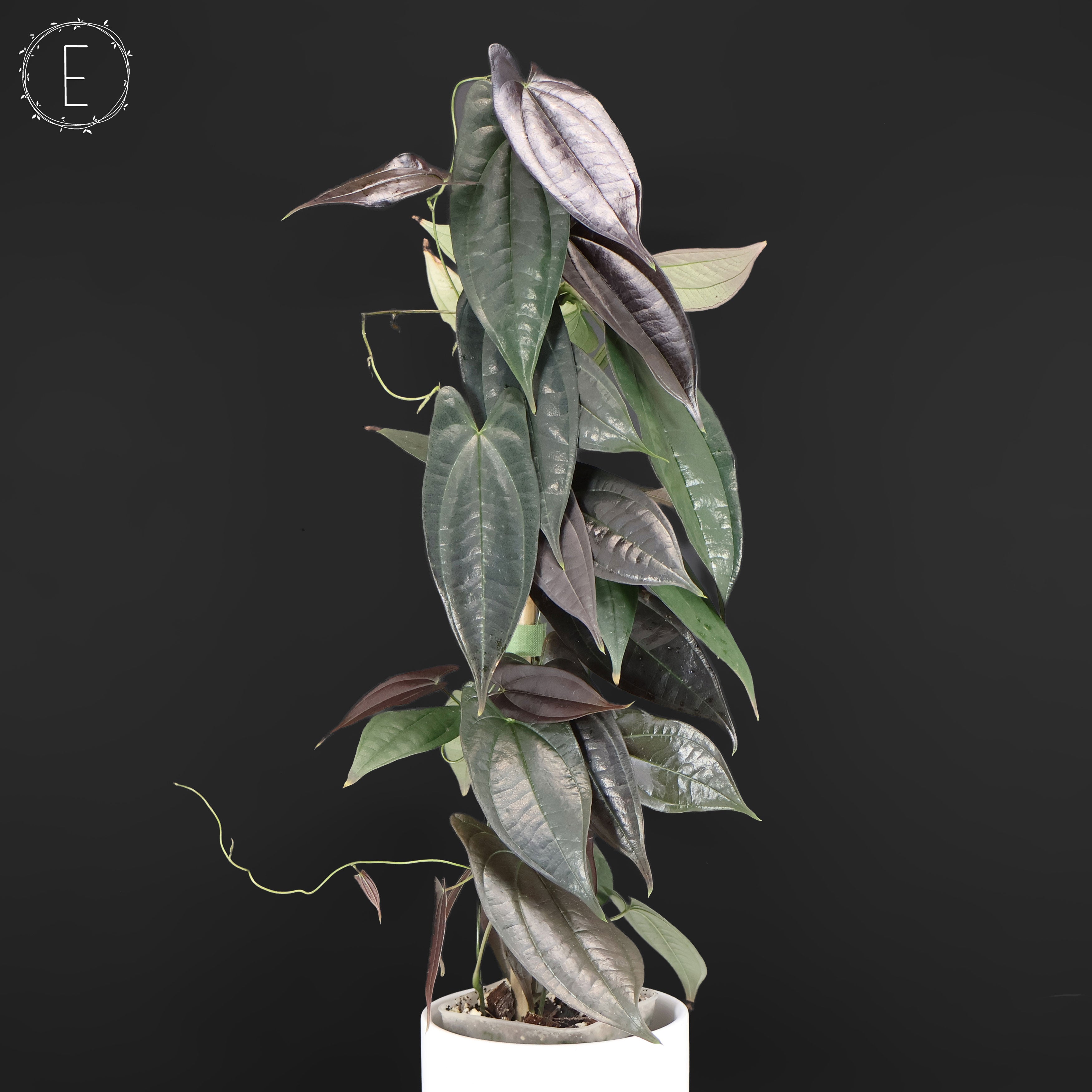Dioscorea 