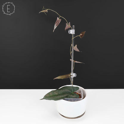 Dioscorea "Ecuador Negro" sp.