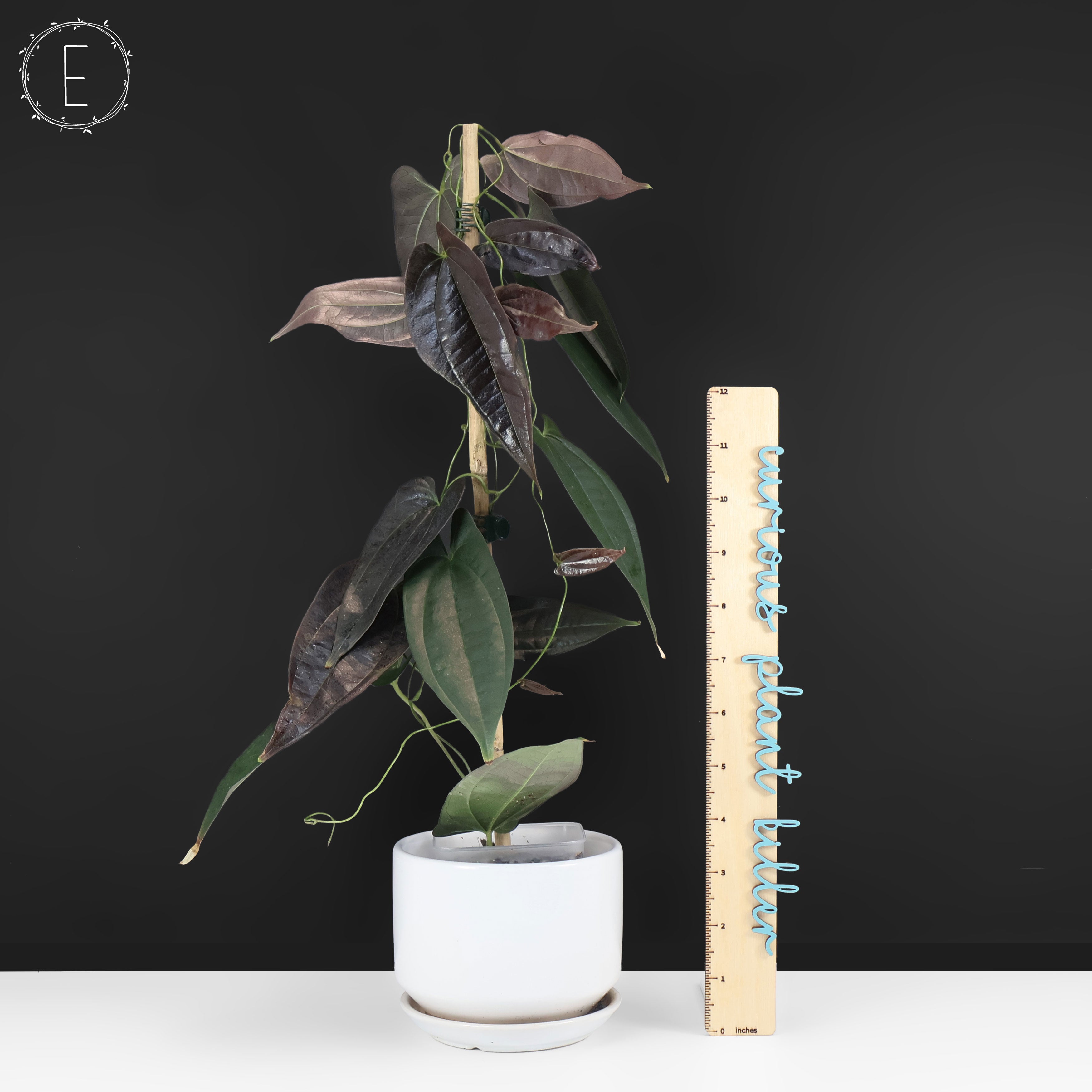 Dioscorea 
