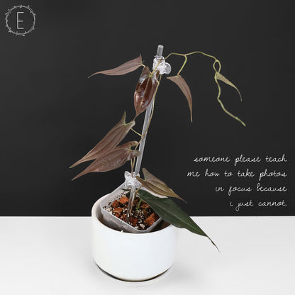 Dioscorea "Ecuador Negro" sp.