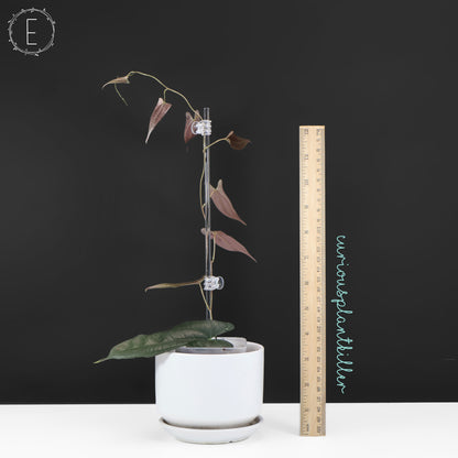 Dioscorea "Ecuador Negro" sp.