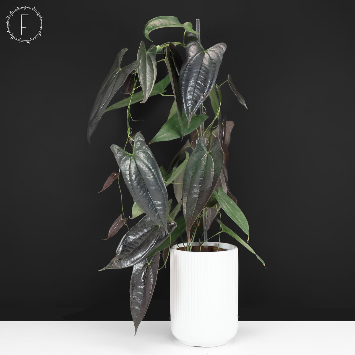 Dioscorea "Équateur noir" sp.