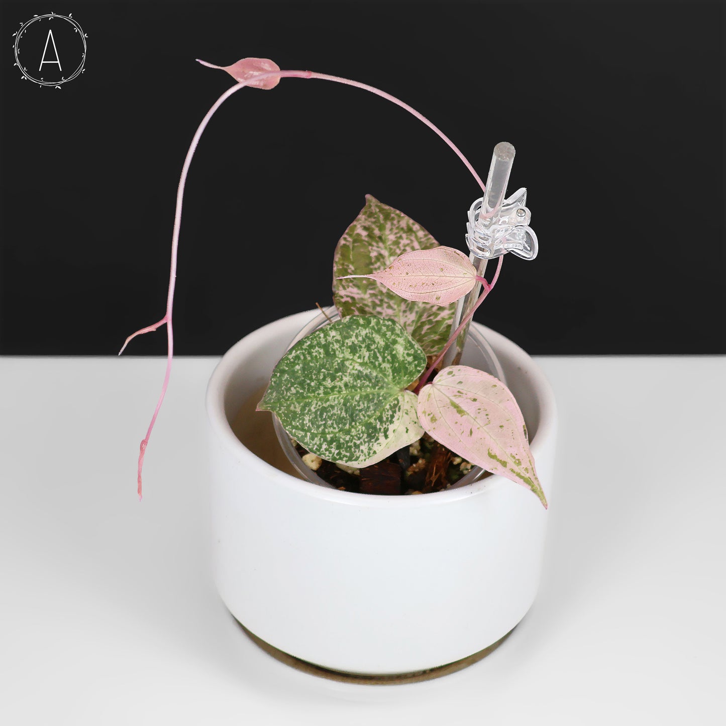 Dioscorea "Crepe Color" sp.